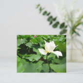 白蓮 ポストカード (スタンド正面)