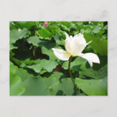 白蓮 ポストカード (正面)