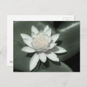 白薄紅蓮の水百合花 ポストカード (正面/裏面)