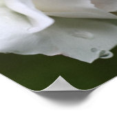 白薔薇と雨滴フローラ鏡抽象芸術 ポスター (角)