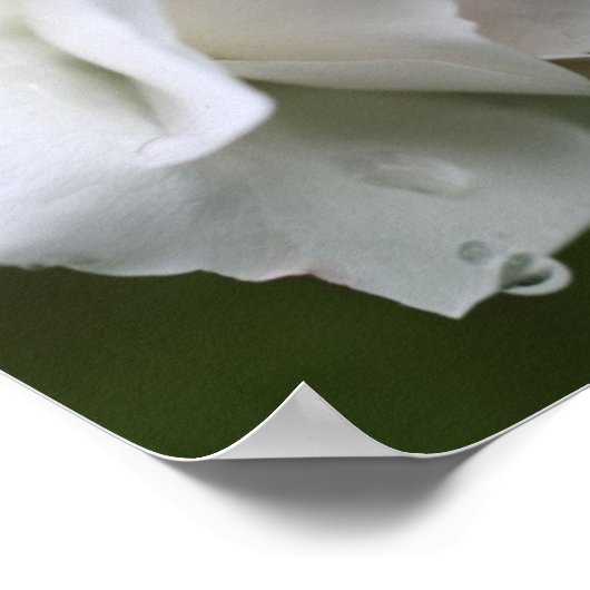 白薔薇と雨滴フローラ鏡抽象芸術 ポスター (角)