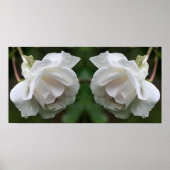 白薔薇と雨滴フローラ鏡抽象芸術 ポスター (正面)