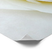 白薔薇の花ポスター ポスター (角)