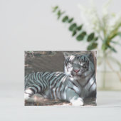 白虎が木の下で休息 ポストカード (スタンド正面)