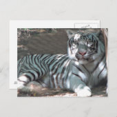 白虎が木の下で休息 ポストカード (正面/裏面)