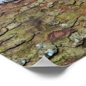 白虎の休息写真ポスター ポスター (角)