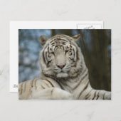 白虎の葉書 ポストカード (正面/裏面)