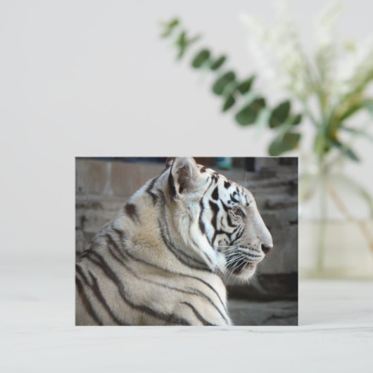 白虎 ポストカード (スタンド正面)