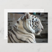 白虎 ポストカード (正面/裏面)