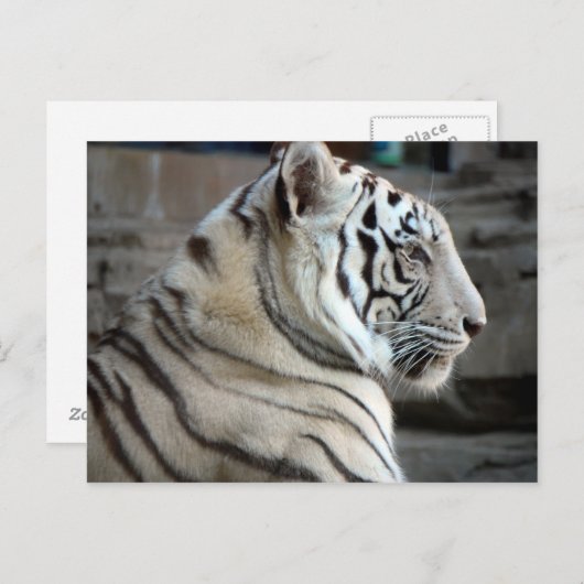 白虎 ポストカード (正面/裏面)