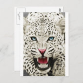 白虎 ポストカード (正面/裏面)