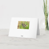 白蝶の大雪の草 カード (裏面)