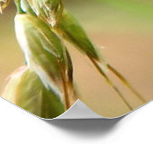 白蝶の大雪の草 ポスター (角)