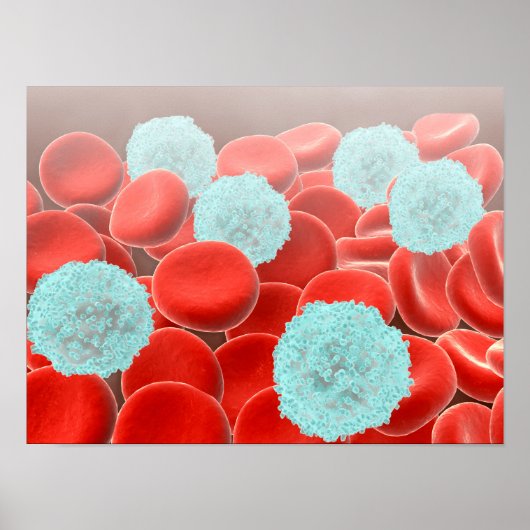 白血球を持つ赤血球 ポスター (正面)