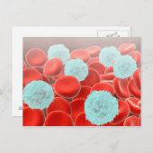 白血球を持つ赤血球 ポストカード (正面/裏面)