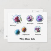 白血球ハガキ白血球図 ポストカード (正面/裏面)