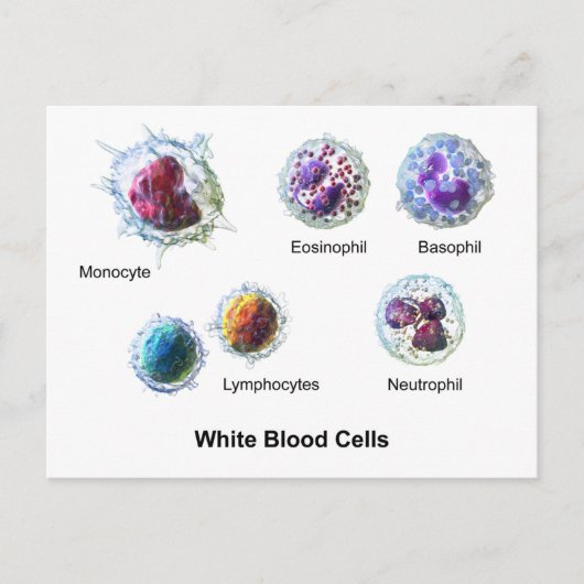 白血球ハガキ白血球図 ポストカード (正面)