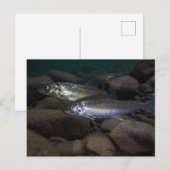 白身魚の泳ぎ ポストカード (正面/裏面)