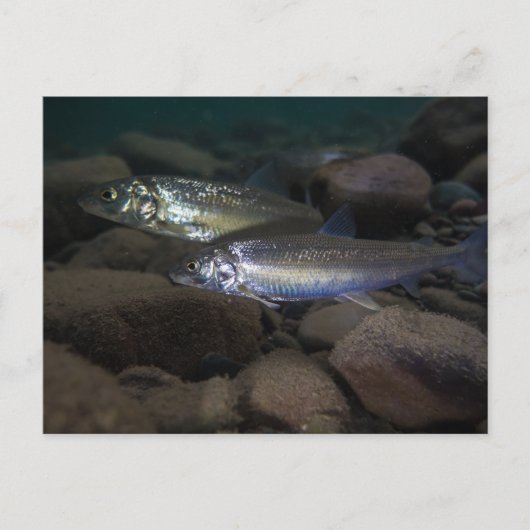 白身魚の泳ぎ ポストカード (正面)
