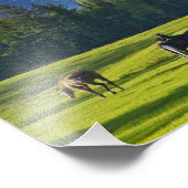 白身魚の近くの牧草地で馬が放牧される フォトプリント            (角)