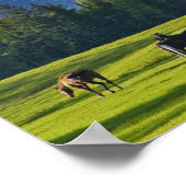 白身魚の近くの牧草地で馬が放牧される ポスター (角)