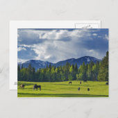 白身魚の近くの牧草地で馬が放牧される ポストカード (正面/裏面)