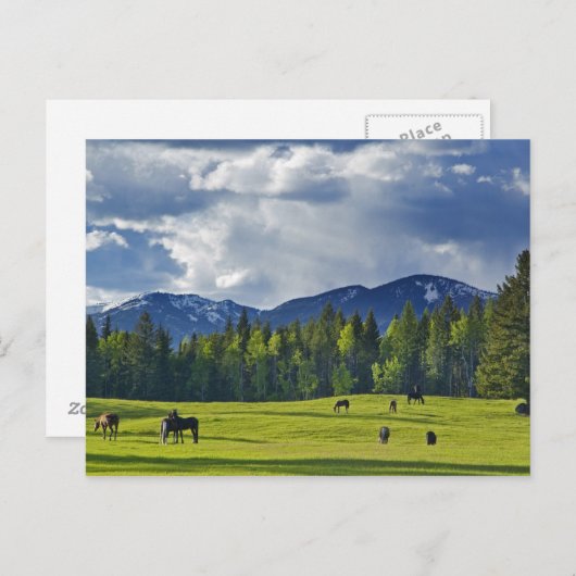 白身魚の近くの牧草地で馬が放牧される ポストカード (正面/裏面)