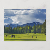 白身魚の近くの牧草地で馬が放牧される ポストカード (正面)