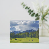 白身魚の近くの牧草地で馬が放牧される ポストカード (スタンド正面)