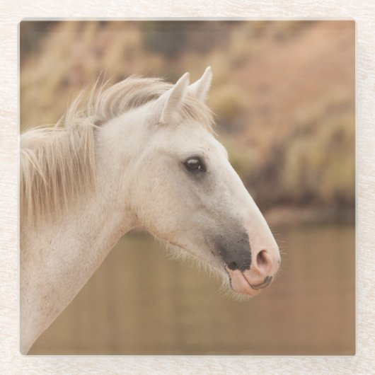 白野馬 ガラスコースター (正面)