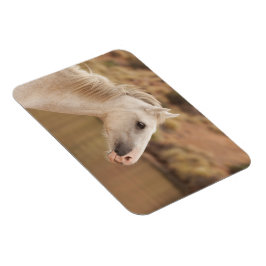 白野馬 マグネット