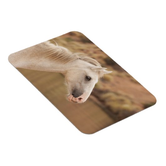 白野馬 マグネット (右側)