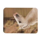 白野馬 マグネット (横)