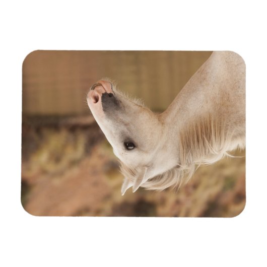 白野馬 マグネット (横)