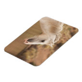 白野馬 マグネット (左側)