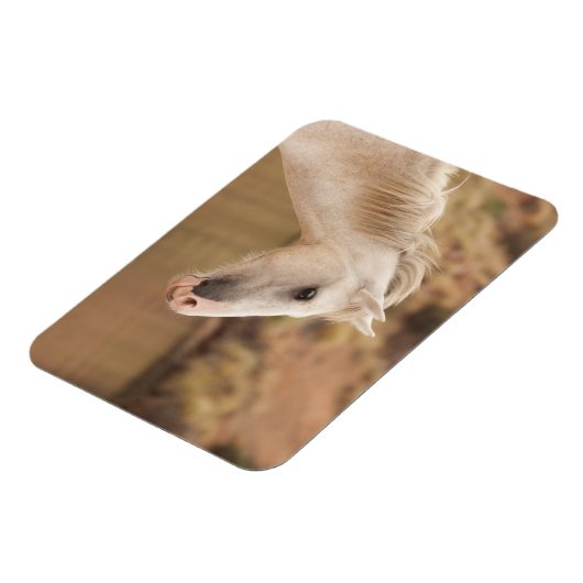 白野馬 マグネット (左側)