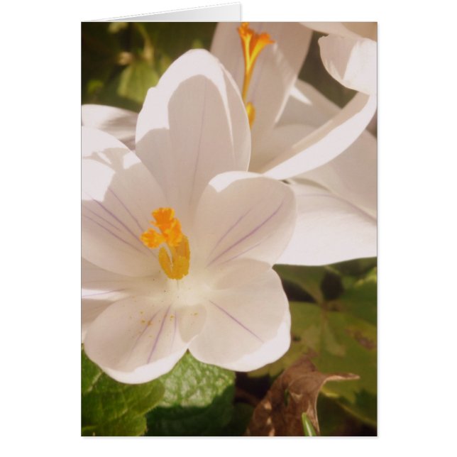 白開花灯 (正面)