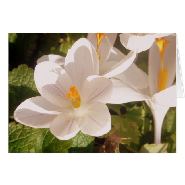 白開花灯 (正面横)