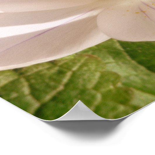 白開花灯 ポスター (角)