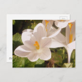 白開花灯 ポストカード (正面/裏面)