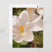 白開花灯 ポストカード (正面/裏面)