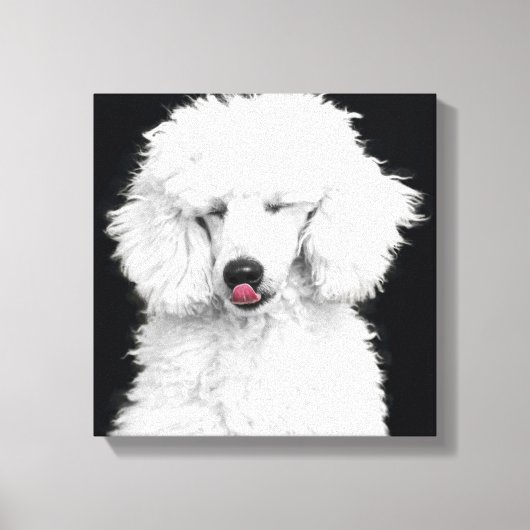 白間抜けプードル キャンバスプリント (正面)