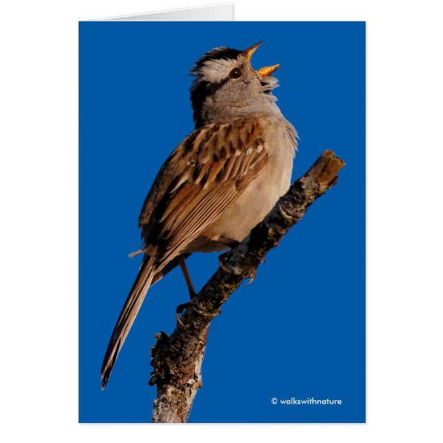 白雀が日に向かって鳴く (正面)