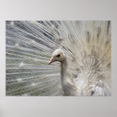 白雪姫 ポスター (正面)