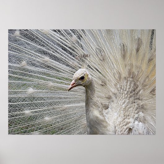 白雪姫 ポスター (正面)