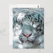 白雪虎 ポストカード (正面/裏面)