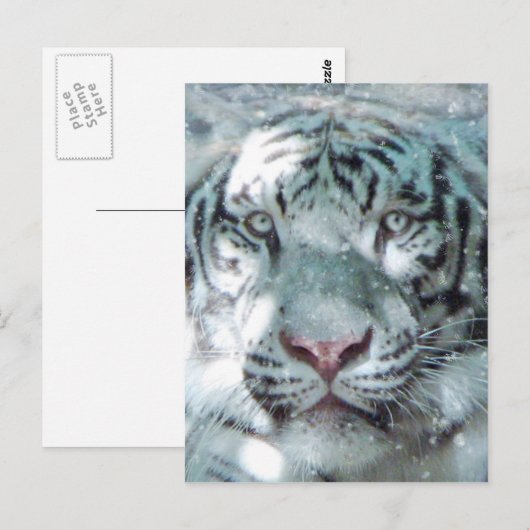 白雪虎 ポストカード (正面/裏面)