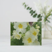 白露と黄色のプリムローズ ポストカード (スタンド正面)