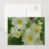 白露と黄色のプリムローズ ポストカード (正面/裏面)