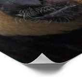 白面佐紀猿ポスター ポスター (角)